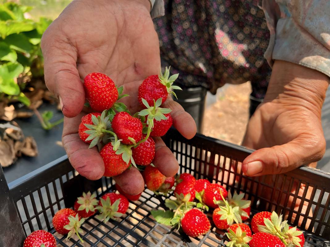 Binbir derde deva! Kavurucu sıcakta toplanıyor. Tarlada 30 markette 130 TL 11